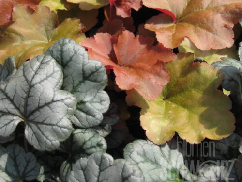 Heuchera i.S., Purpurglöckchen