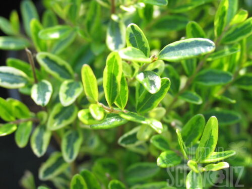 Lonicera Lemon Queen, Heckenkirsche
