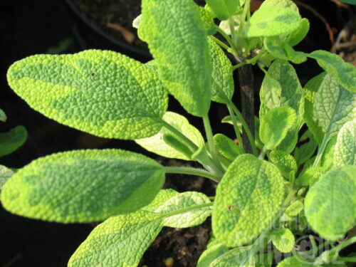 Salvia, Salbei, 12er Topf HZ