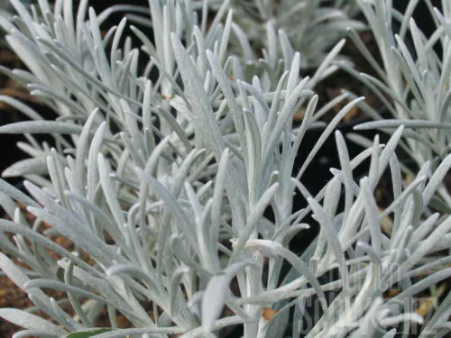 Helichrysum, silberblättrige Strohblume