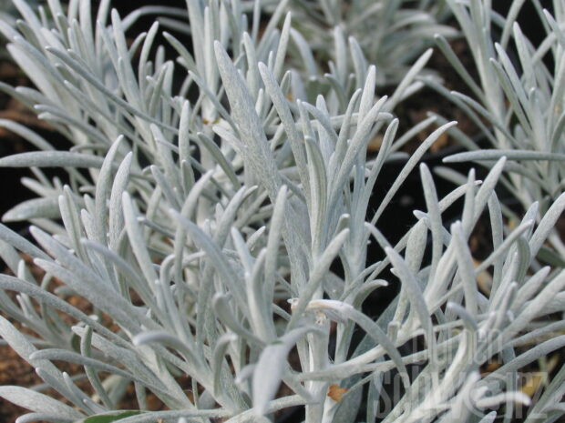 Helichrysum, silberblättrige Strohblume