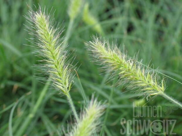 Pennisetum Little Bunny - Niedriges Lampenputzergras