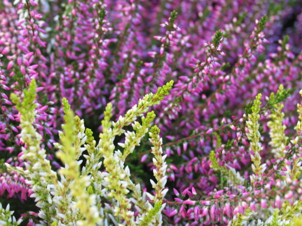 Calluna Garden Girls, T11 div. Farben