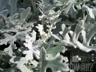 Senecio, Silberblatt