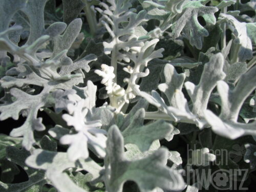 Senecio, Silberblatt