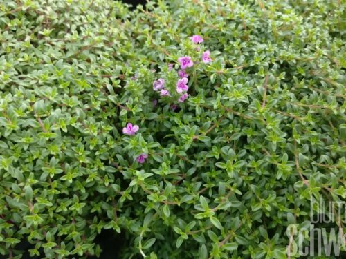 Thymus serpyllum Purple Beauty