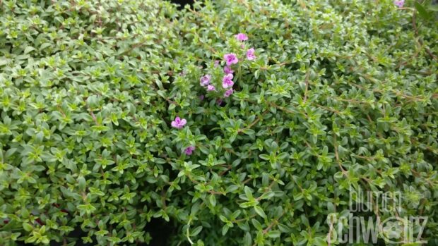 Thymus serpyllum Purple Beauty