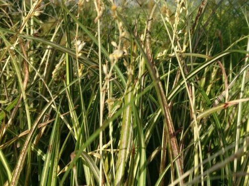 Carex brunnea