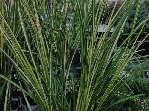 Anthericum s. Starlight - Graslilie