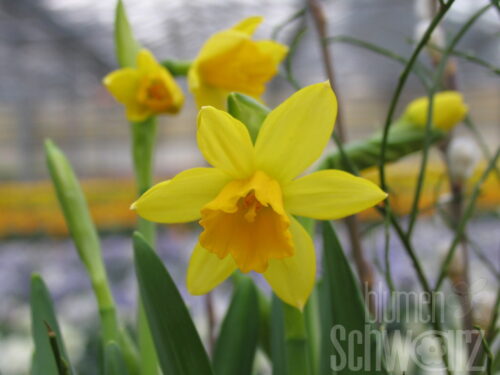 Narcissus Tete a Tete - botanisch