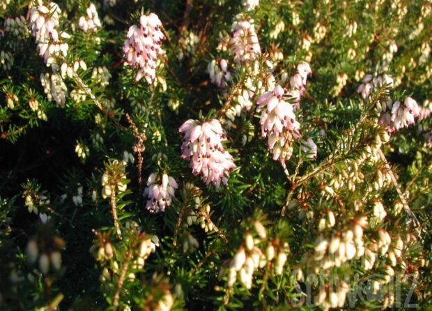 Erica carnea, Schneeheide, T10,5