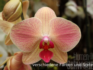 Phalaenopsis, 2-triebig, Schmetterlingsorchidee