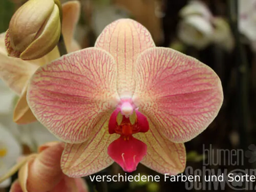 Phalaenopsis Mini, 2-3 Rispen