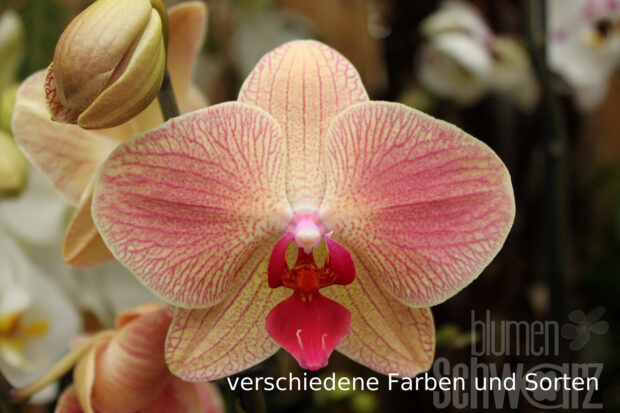 Phalaenopsis Mini, 2-3 Rispen