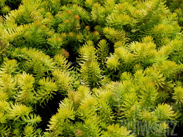 Sedum, Yellow Bouquett, Mauerpfeffer