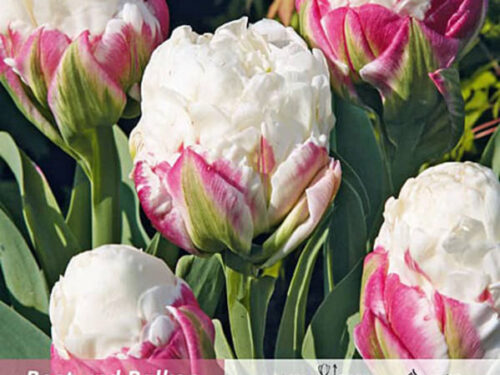 Gefüllte späte weiß-rosa