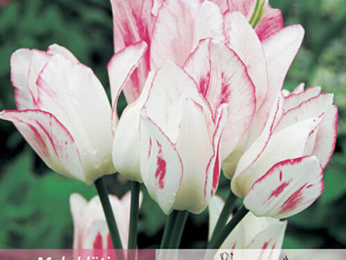 Mehrblütig weiß-rosa