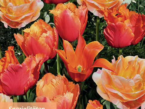 Sort. Sonniges Orange