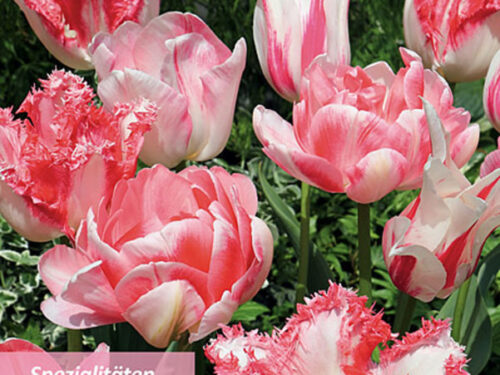 Sort. Zartes Rosa