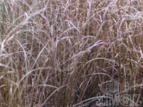 Carex petr. Fuchssegge