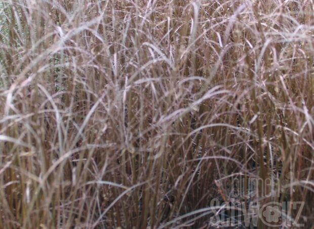 Carex petr. Fuchssegge