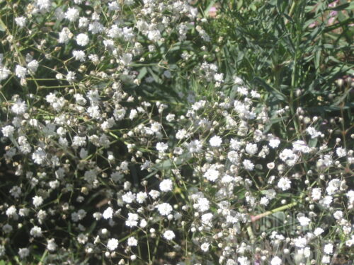 Gypsophyila Summer Sparkles, Schleierkraut