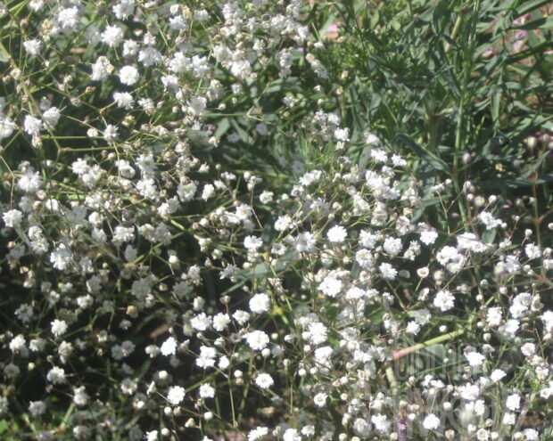 Gypsophyila Summer Sparkles, Schleierkraut