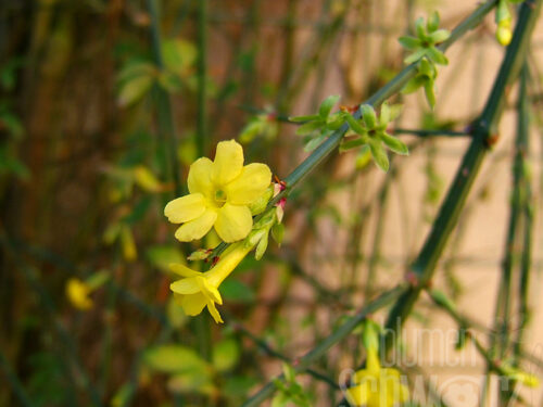 Jasminum nudiflorum - Gelber Kletter-Jasmin