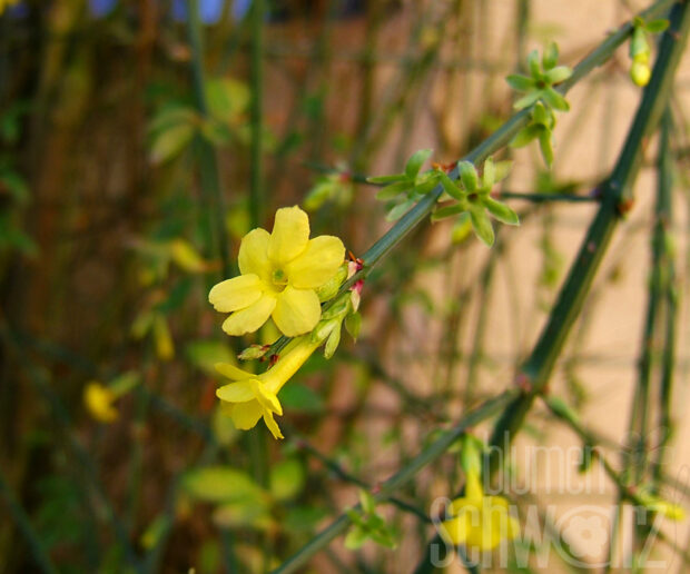 Jasminum nudiflorum - Gelber Kletter-Jasmin