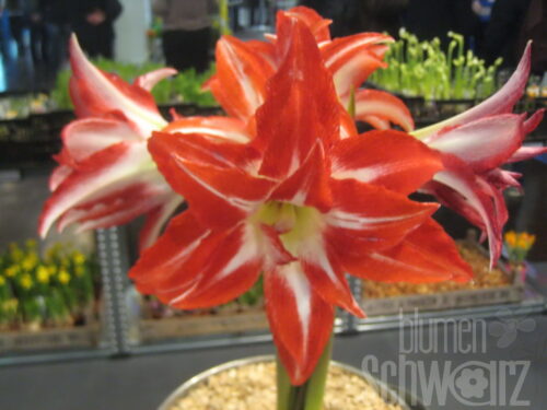 Hippeastrum Splash, Amaryllis