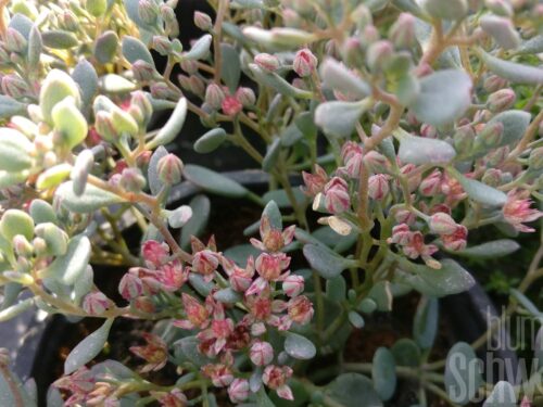 Sedum Hybrid ROCKY