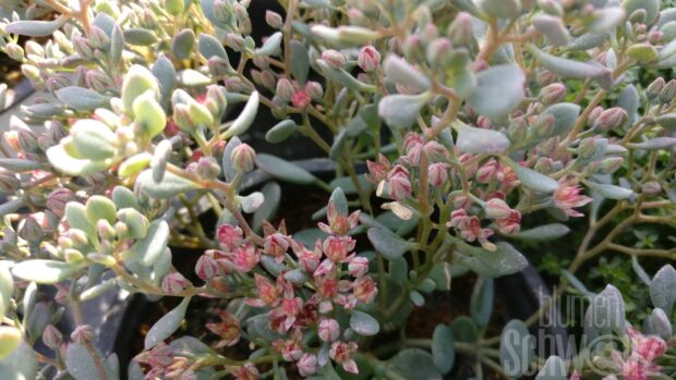 Sedum Hybrid ROCKY