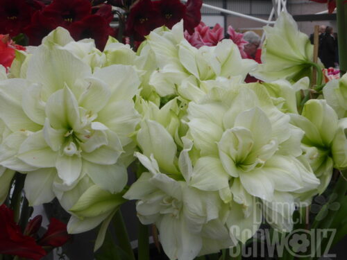 Hippeastrum, White Amadeus, Amaryllis