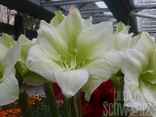 Hippeastrum White Queen, Amaryllis