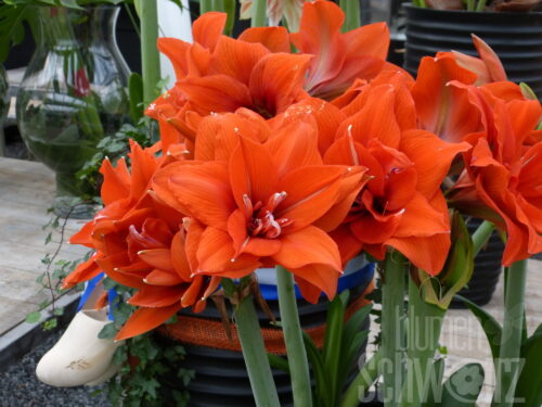 Hippeastrum Cherry Nymph, Amaryllis
