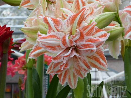Hippeastrum Dancing Queen, Amaryllis