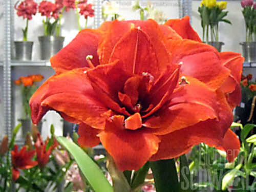 Hippeastrum Double King, rote Amaryllis
