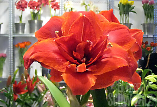 Hippeastrum Double King, rote Amaryllis