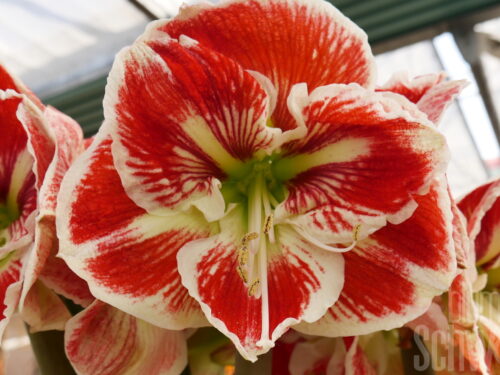 Hippeastrum Spartacus
