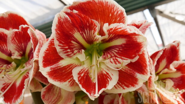 Hippeastrum Spartacus