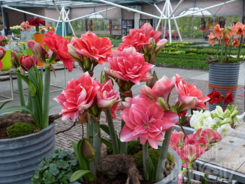 Hippeastrum Sweet Nymph
