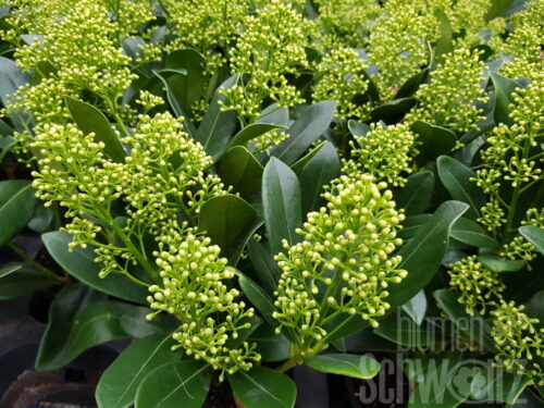 Skimmia jap. Fragant Cloud grün T10
