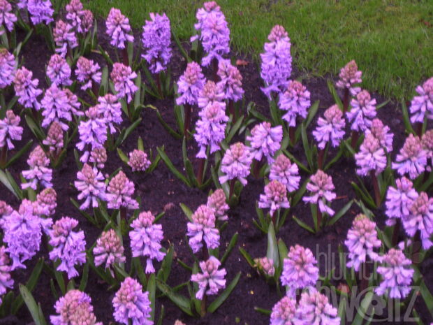 Hyacinthus Pink Pearl, Hyazinthe
