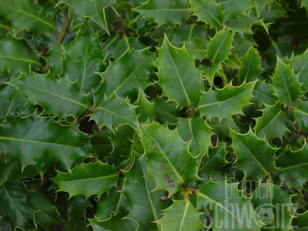 Ilex aquifolium mit Beeren, Strauch
