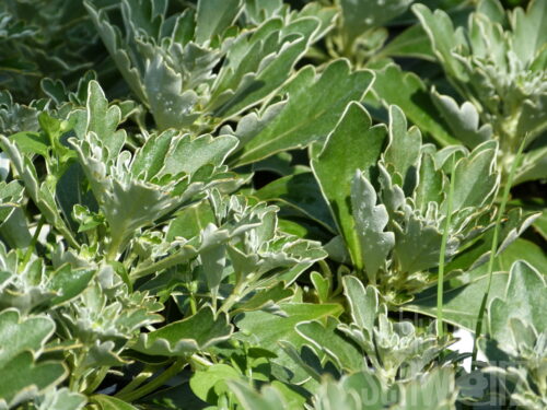 Ajania pac., Silberrandchrysantheme