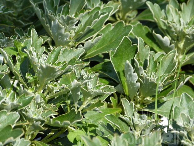 Ajania pac., Silberrandchrysantheme