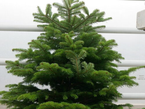 Weihnachtsbaum 100-150cm grün, Franken