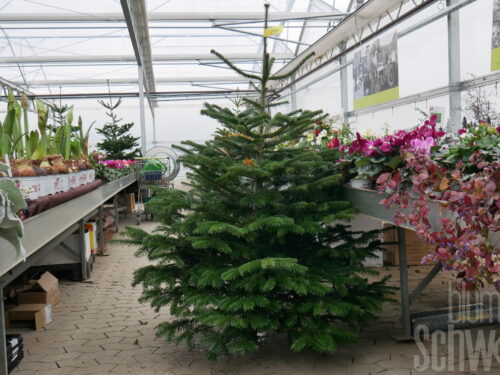 Weihnachtsbaum 150-175cm gelb, Franken