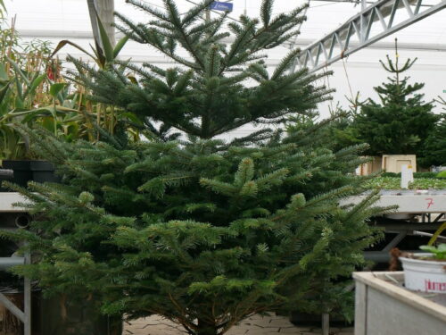 Weihnachtsbaum 175-200cm blau, Franken