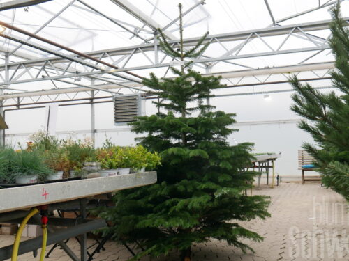 Weihnachtsbaum 200-250cm weiß, Franken